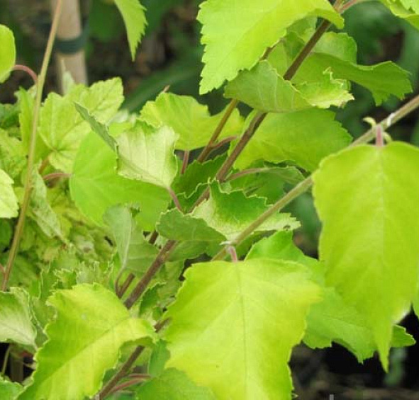 Береза повислая 'Шневердингер Голдбирк'